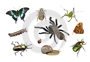 Collage of different insects on white background