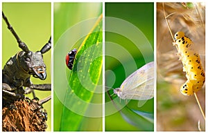 Collage of different kind of insects
