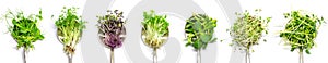 Collage of different microgreens on a white background. Selective focus.