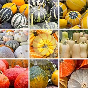 Collage of different pumpkins.