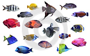 Collage of different tropical fishes on white photo