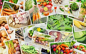 Collage of different vegetables. Vegetarian food.