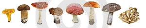 Collage of edible and poisonous mushrooms