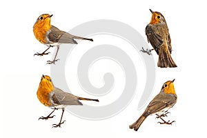 Collage of European robin Erithacus rubecula isolated on a white background