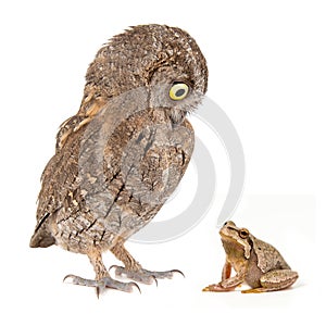Collage with European scops owl, Otus scops, and European green tree frog, Hyla arborea. Isolated on white photo