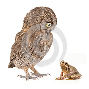 Collage with European scops owl, Otus scops, and European green tree frog, Hyla arborea. Isolated on white