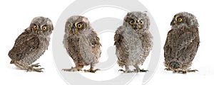 Collage of European scops owl Otus scops isolated on white background