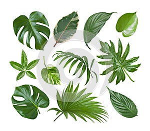 Collage of exotic plant green leaves isolated on white background