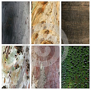 Collage of exotic wood trunks and textures