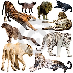 Collage with feline wild mammals on a white background