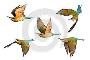 Collage of five Blue-tailed bee-eater flying isolated on white background. photo