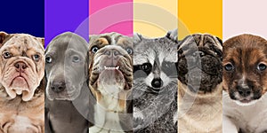 Collage of five different breeds of dogs and cute raccoon. Close-up portraits.