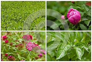 Collage flowers and plants.