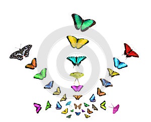 Collage of flying butterflies of different colors isolated on white background