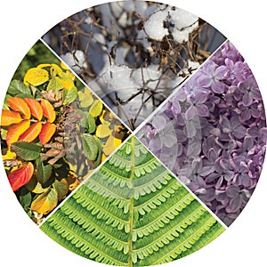 Collage in the form of a circle, four seasons.