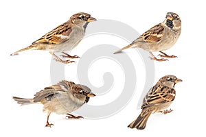 Collage of four Male House Sparrow passer domesticus isolated on a white background photo