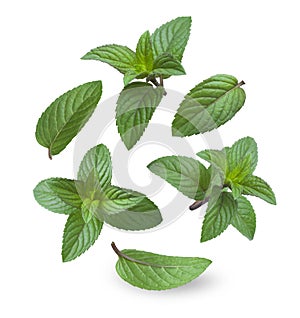 Collage of fresh caramel mint leaves isolated on white background