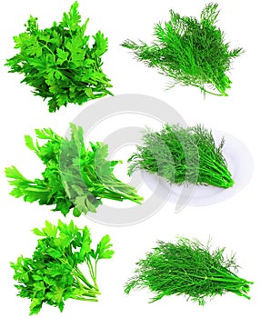 Collage of Fresh parsley on white.Isolated