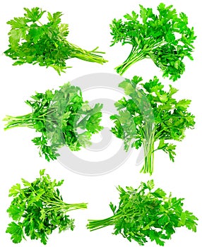 Collage of Fresh parsley on white. Isolated