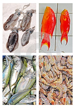 Collage of Fresh Seafood on Display for Sale