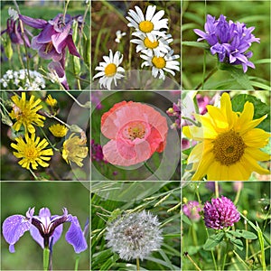 Collage full of wild flowers