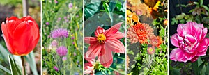 collage of garden flowers. Wide photo