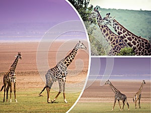 Collage of Giraffe from Tanzania - travel background (my photos)