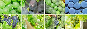 Collage grapes. Clusters of ripening grapes. Grape plantation. Farmers harvesting grape. Wine making concept.