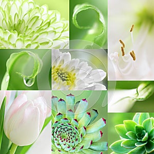 Collage of green amd white macro flower collection of different nine flowers. photo