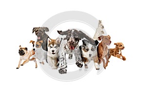 Collage. Group of different, purebred dogs running together with one little rabbit against white studio background.