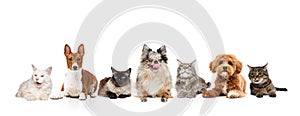 Collage. Group of dogs and cats of different breeds sitting in a row against white studio background. Funny muzzles.