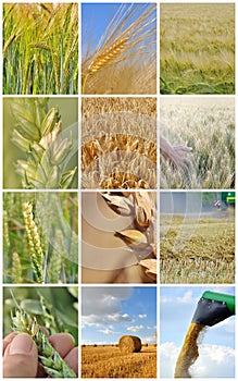 Collage of harvest