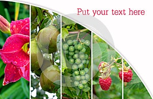 Collage of healthy and fresh fruits . Healthy eating:  raspberries  mockup, Space for text