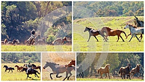 Collage Of A Herd Of Wild Horses Racing Across Country