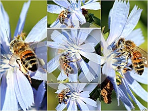 Collage of Honey Bees on Chicory Flowers