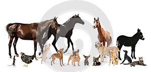 Collage with horses and other pets on background. Banner design