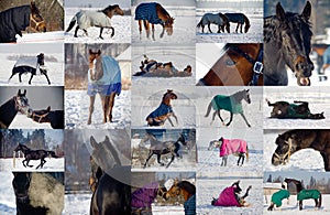 Collage of horses playing in snow