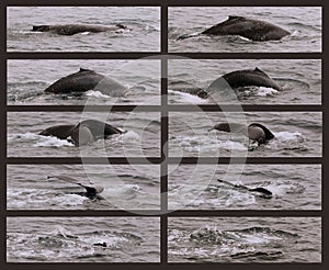 A Collage of a Humpback Whale  as It Begins Its Sounding Dive