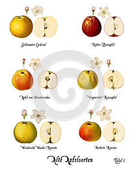 Collage with illustrations of apple varieties, Plate 1