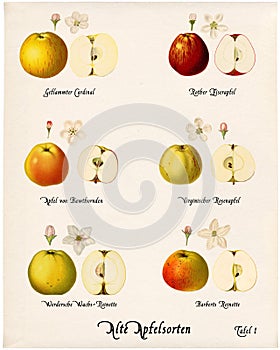 Collage with illustrations of apple varieties, Plate 1