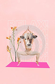 Collage image 3d artwork sketch of sporty person girl cow head instead face relax outside training yoga meditating on