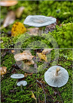 Collage of images of Clitocybe odora mushroom