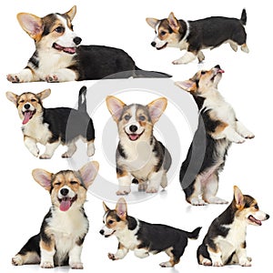 Collage of images of cute little Corgi dog, puppy posing isolated over white background