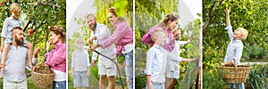 Collage of images of happy family, father, mother anbd son gathering apples in a garden outdoors. Active lifestyle
