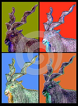 Collage of images of a mountain goat, graphics