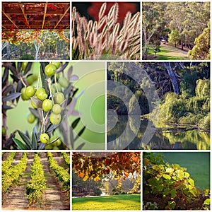 Collage Of Images Of A Vineyard And Its Surrounding Landscapes