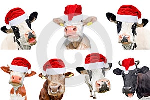 Collage of isolated cows, bulls and cattles on white background. New year or christmas animals concept