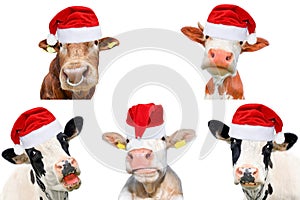Collage of isolated cows, bulls and cattles on white background. New year or christmas animals concept