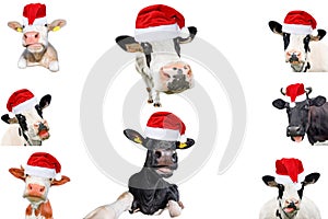 Collage of isolated cows, bulls and cattles on white background. New year or christmas animals concept