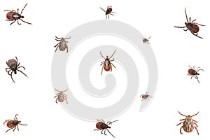 Collage of ixodid ticks